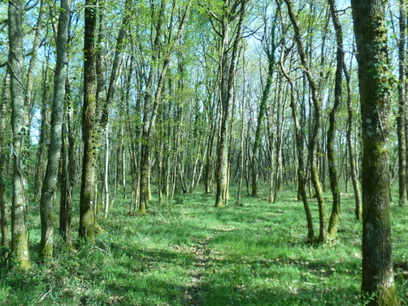 Forêt Sologne